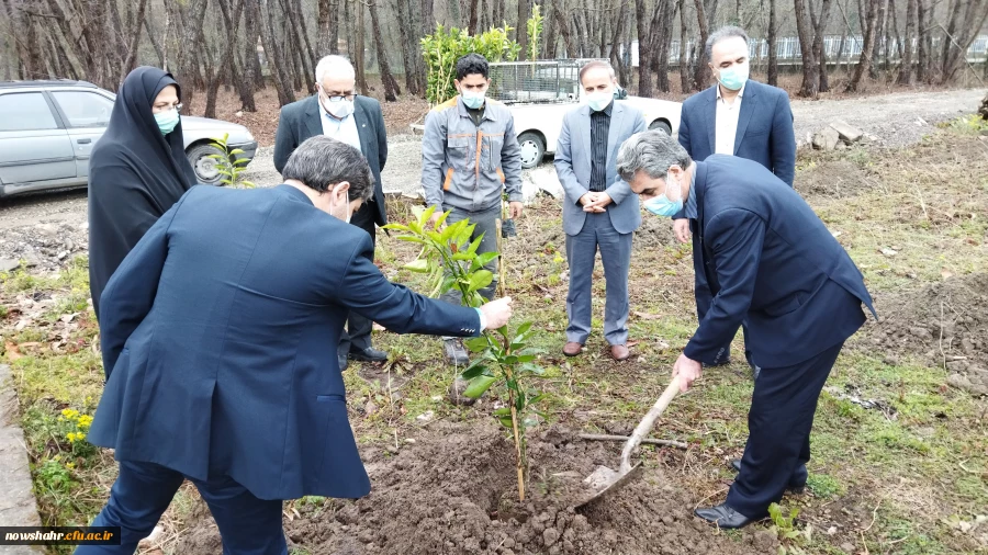 غرس 42 درخت مثمر پرتقال در هفته منابع طبیعی و روز درختکاری به مناسبت چهل و دومین سالگرد پیروزی انقلاب اسلامی ایران  9