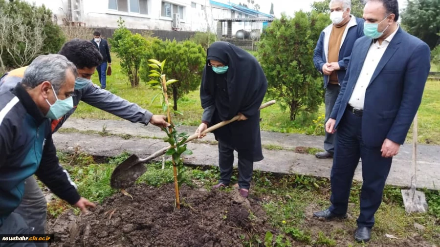 غرس 42 درخت مثمر پرتقال در هفته منابع طبیعی و روز درختکاری به مناسبت چهل و دومین سالگرد پیروزی انقلاب اسلامی ایران  4